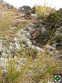 thn_Ruahine - Sunrise Hut 066.jpg